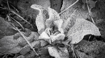 frost on leaves