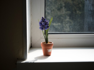 Flower on the window