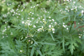 flores dos matos e plantas aqui no meu quintal