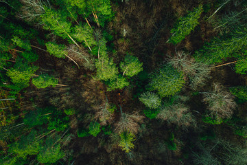 Green pine forest form above, Latvian woods captured with drone camera..