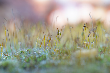 Landscape formed by sporangia