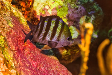 Sergeant major protecting it's brood of eggs