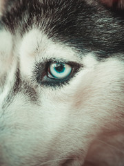 Husky eye close up