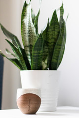 Coffee cup with houseplant in white pot