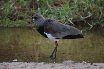 southern lapwing bird