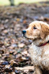 Golden Retriever Puppy after a swim