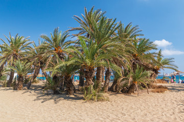 Obraz premium Palms in the beautiful Vai palm beach at eastern part of Crete