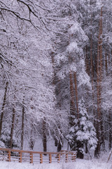 winter forest in the park
