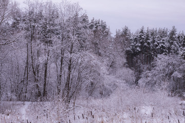 winter forest in the park