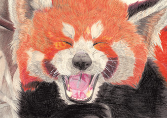 yawning red panda © GanryuSasaki