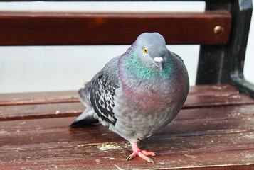bird, pigeon