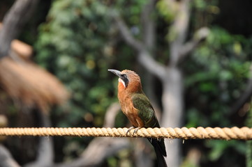 bird on rope