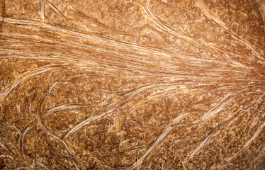 soft inner coconut without shell in super macro