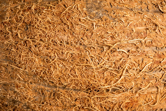 napy coconut texture closeup similar to tree roots and ground