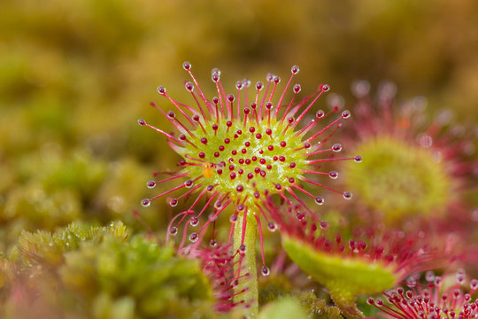 Drosera rotundifolia carnivore plant flower sundews closeup. Wild place