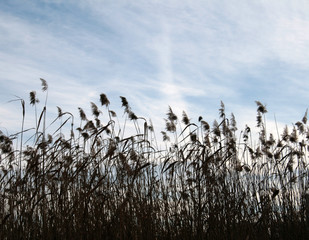 reed on the lake