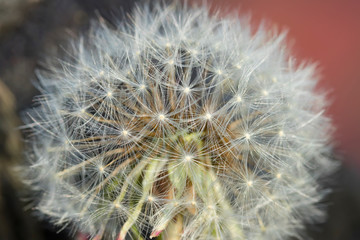 Blooming dandelion. Close-up of white fluff.