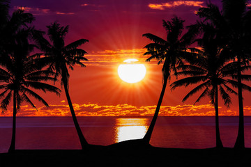 Tropical Sunset Palm Silhouette Landscape