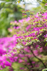 Fototapeta premium Azalea flowers in the garden in sunny day