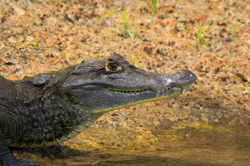 Le Cano Negro