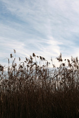 reed on the lake © Artur