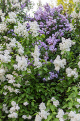Purple and white blooming lilac
