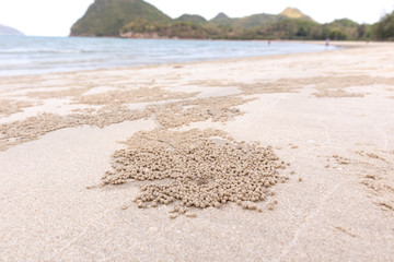 Crab's hole on the beach floor on wet sand, Sensitive focus