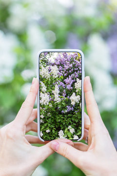 Female hand photographing flowers with smart phone