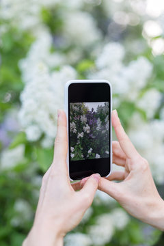 Photographing blossom with smartphone in hand
