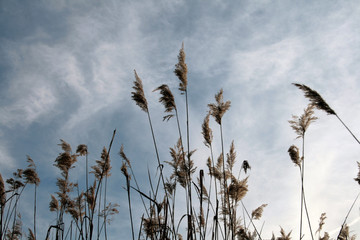 reed on the lake