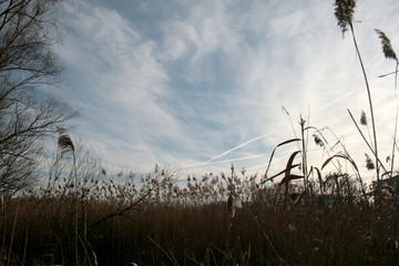 reed on the lake