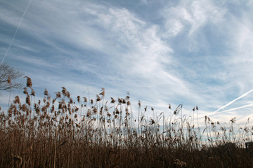reed on the lake © Artur