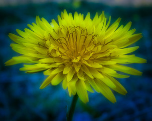 yellow flower of a dandelion