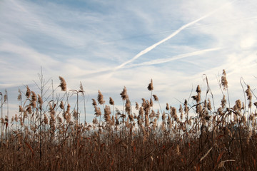 reed on the lake