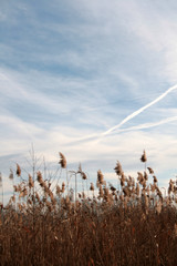 reed on the lake