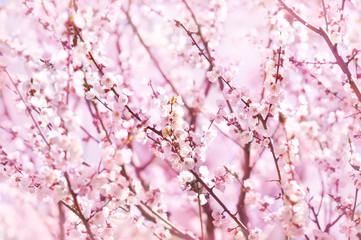 Spring blossom/springtime cherry bloom, bokeh flower background, pastel and soft floral card, toned	