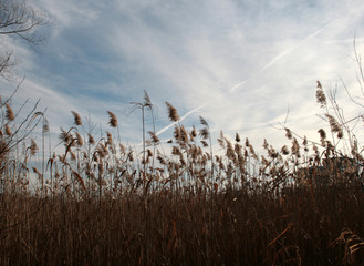 reed on the lake