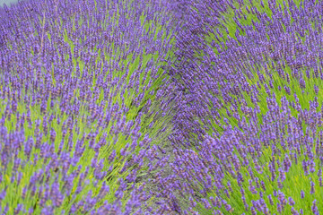 Violet moor in England. Fields of heathers.