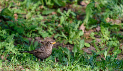 Bird on the grass