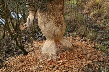 Trees on the shore of the lake are gnawed by beavers