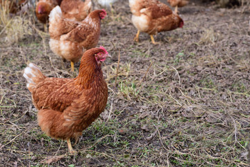 a flock of brown chickens runs across a meadow and looks for food in the healthy and natural free range outdoors on the ground