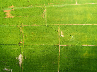 Aerial view. People at work in an agriculture sector.