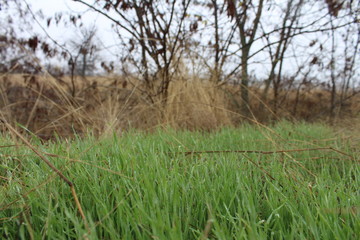 Obraz premium Thick grass and trees in the valley