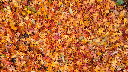 Texture of colorful autumn leaves