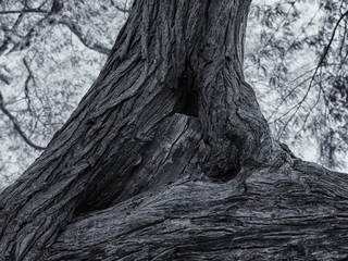 Fototapeta na wymiar Baum des Lebens , Bahrain, Schwarz & Weiß