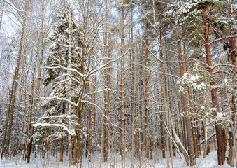 Beauty of nature in winter