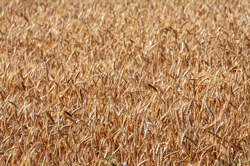 Wheat field and blue sky