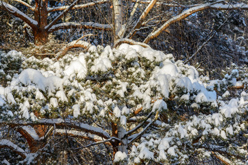 Beauty of nature in winter