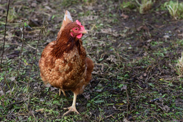 A brown domestic chicken runs around excitedly on a dry meadow in autumn and looks to the side with space for text
