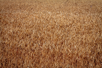 Wheat field and blue sky